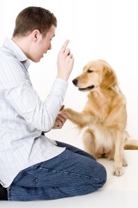 bigstockphoto_Dog_Training_736793