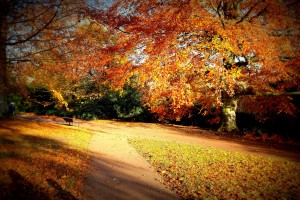 autumn_scene