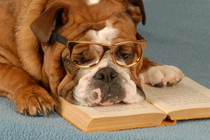english bulldog reading novel - dog obedience school