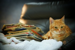 Red cat and pile of books on leather chair, close up